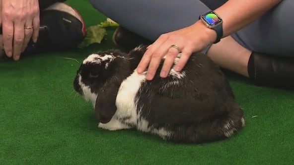 Hop into 'Cuddle Bunny' for snuggles and stress relief