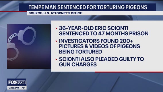 Man heads to prison after killing pigeons, illegally owning guns