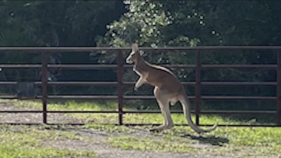 FWC investigates kangaroo on the loose in Volusia County; residents react: 'I was stunned'