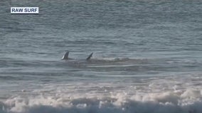 Shark bites surfer in New Smyrna Beach