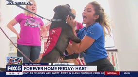 Zip Trip to Fairfax: Forever Home Friday