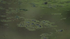 Treating toxic algae at Lady Bird Lake
