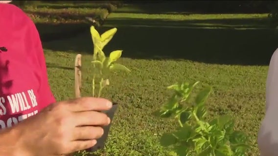 Planting heat-tolerant crops