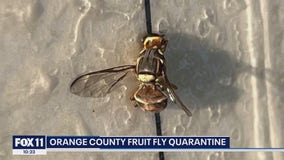 Parts of Orange County under fruit fly quarantine