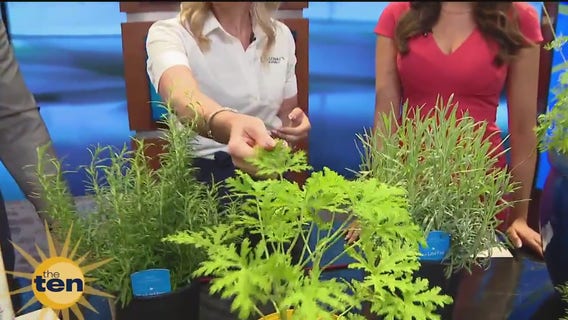 Pest control gardens and summer flavors | The Ten