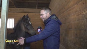 Good Day Uncut: Delaware Valley University Horse Breeding program