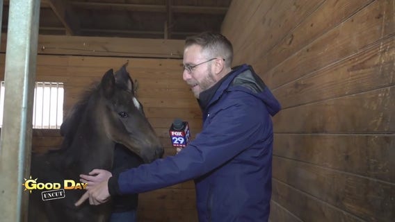 Good Day Uncut: Delaware Valley University Horse Breeding program
