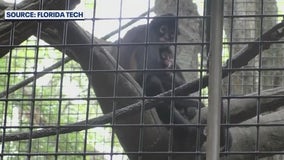 Spider monkey hugs spark new research in Florida