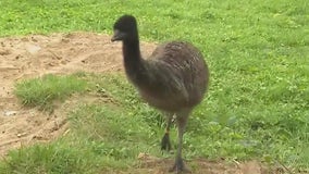 Checking out the emus at Brookfield Zoo Chicago