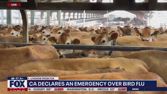 Bird flu latest: California declares emergency as US reports 1st severe human case
