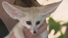 Baby fox becomes Wildlife World Zoo's newest resident