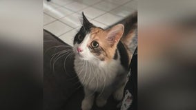 Cats being killed across Orange County