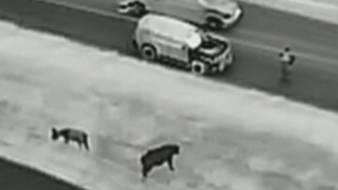 Fayette County Sheriff's Office uses drone to save horse, donkey