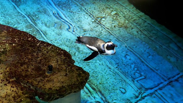 Watch: Geriatric penguins get new ‘retirement island’ at New England Aquarium