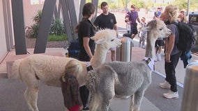 Alpacas 'take over' Phoenix-Mesa Gateway Airport