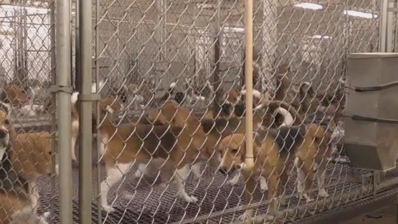 Wisconsin dog breeding farm under scrutiny