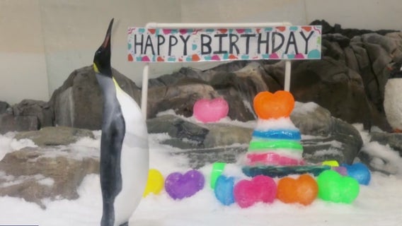 Pesto the penguin's birthday! And weekend weather