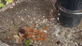 NYC sidewalk goldfish pond stirs controversy