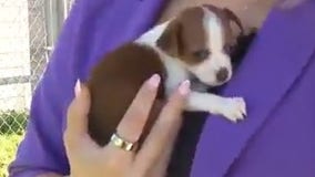 Orange County Animal Services flash sale