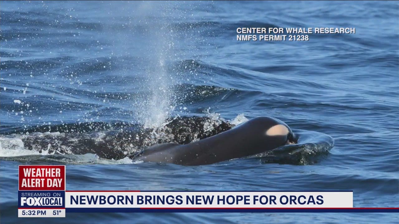 Newborn brings new hope for orcas in Puget Sound | FOX 13 Seattle
