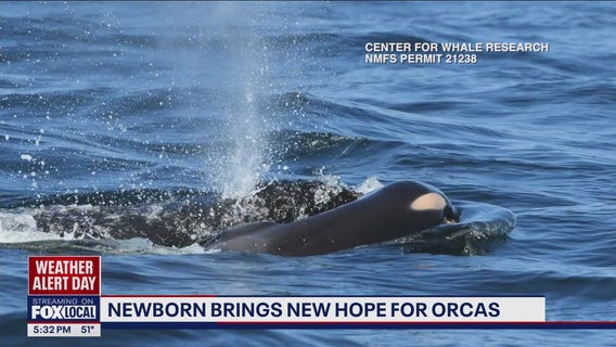 Newborn brings new hope for orcas in Puget Sound
