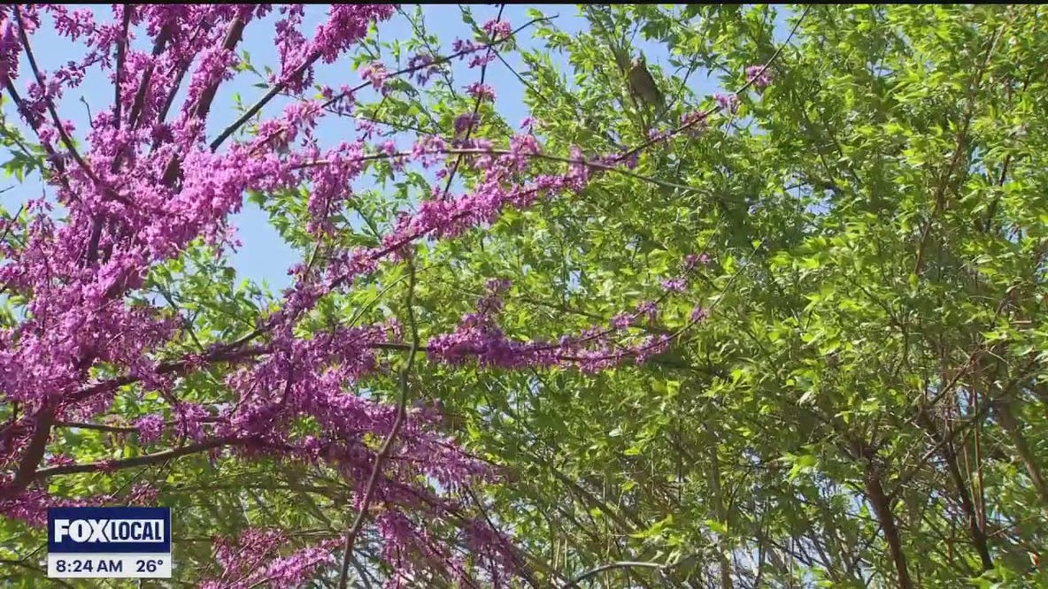 The Doctor Is In: Common triggers for seasonal allergies and treatment options