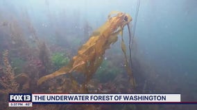 Deep dive into the underwater forest of Washington