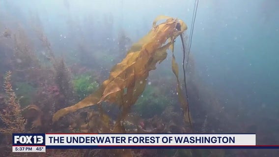Deep dive into the underwater forest of Washington
