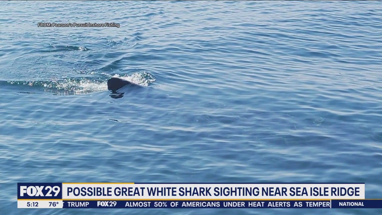 Possible Great White Shark Sighting Miles Off Atlantic City 