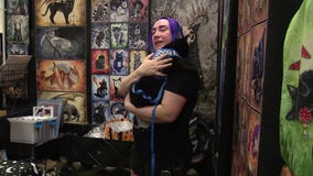 FOX 13 cat correspondent takes on Sea-Meow Cat Convention