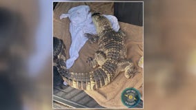 Guns drugs, and gators in Wayne County home