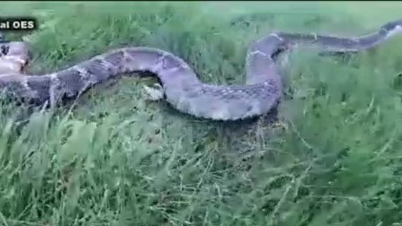 East Bay Park officials urge caution on trails as rattlesnake season returns