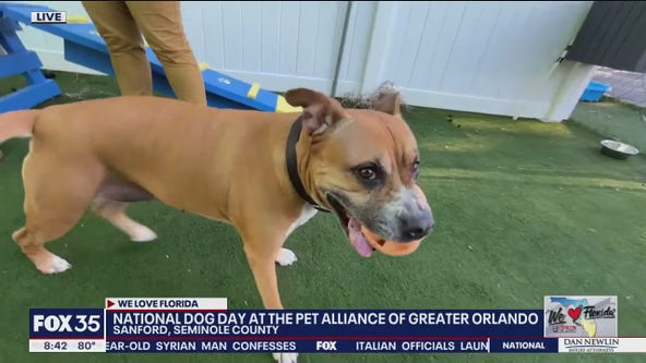 National Dog Day: See who's available for adoption