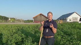 Help harvest at the Minnesota Landscape Arboretum