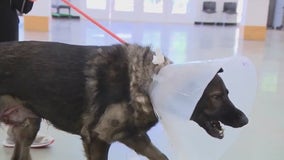 German Shepard recovering after rattlesnake bite