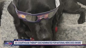 DC courthouse therapy dog nominated for National Hero Dog award