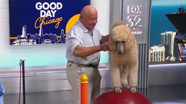 Chicago-based Pappy the Poodle steps his way into viral fame