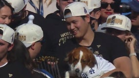 Shohei Ohtani's dog Decoy appears at parade