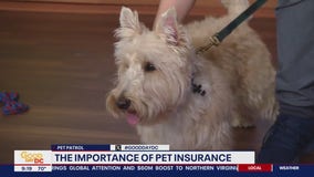 The importance of pet insurance