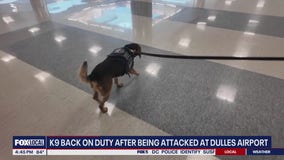 Customs K9 back to work after being violently kicked by traveler