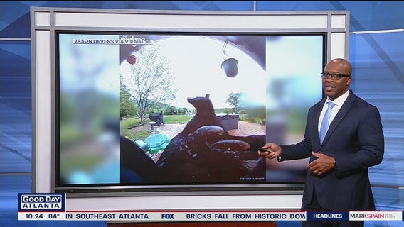 Black bear rings doorbell