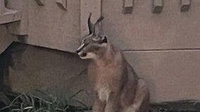 Large exotic cat captured after being spotted in Chicago suburb