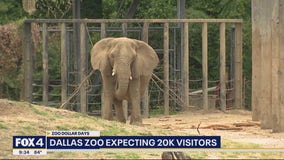 Dallas Zoo hosts another budget-friendly Dollar Day