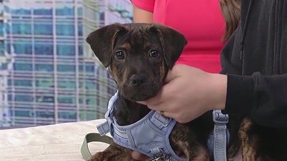 Meet Pop Rocks: Our Pet of the Day