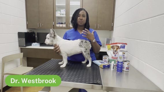 The Pet Pawcast: June 7, 2024