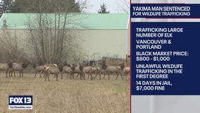 Yakima County man sentenced for black market Elk trafficking