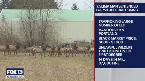 Yakima County man sentenced for black market Elk trafficking