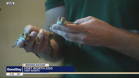 Rare crocodiles hatch at Fort Worth Zoo