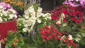 Red, white, and blue blooms for the Olympics