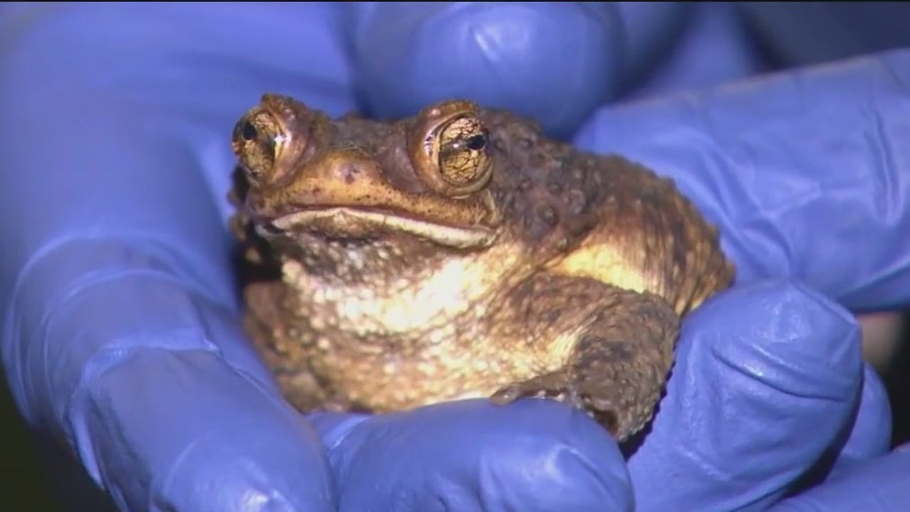 Bad Bunny Video Boosts Puerto Rican Crested Toad Conservation Chicago